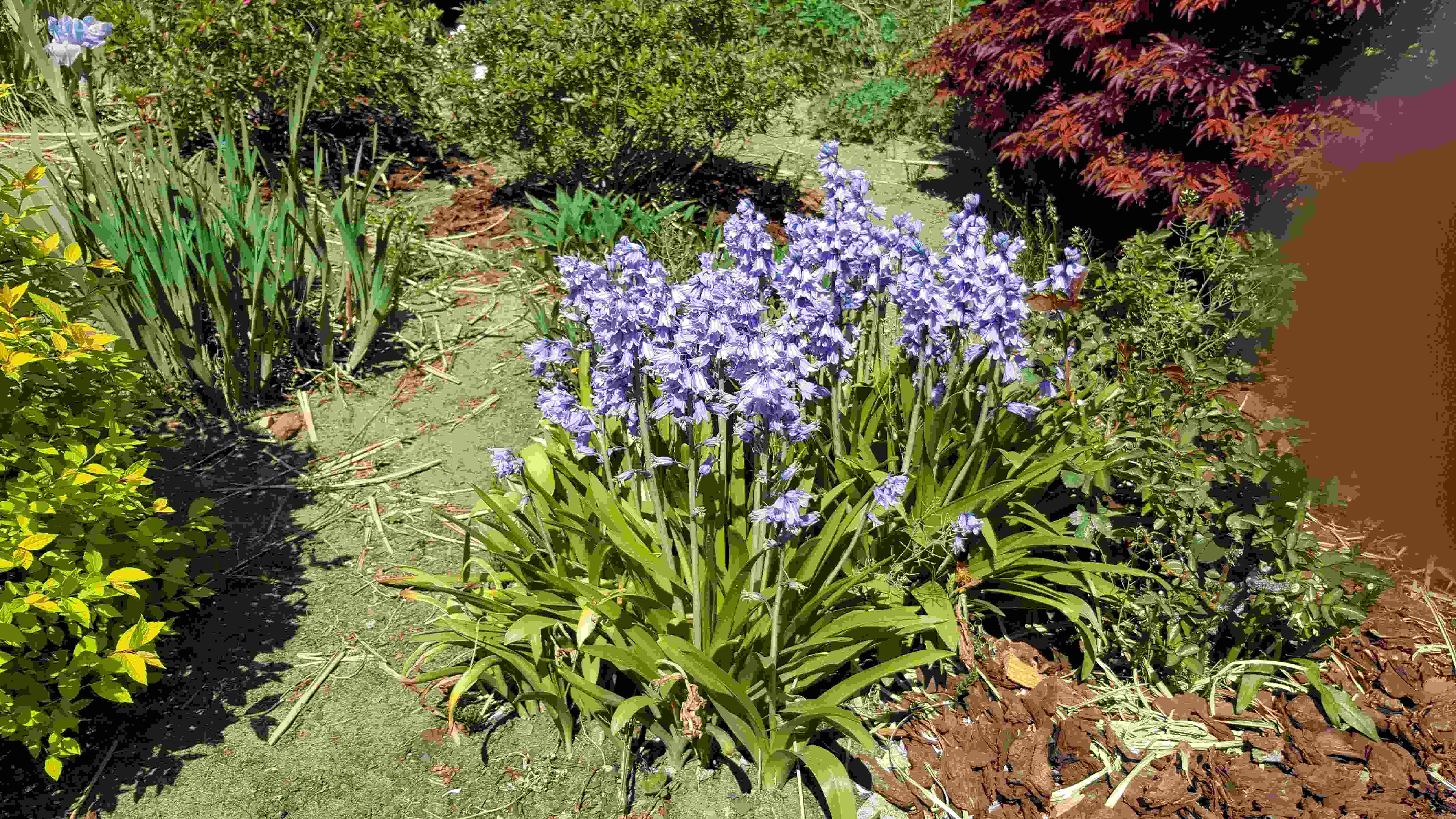 jacinthe des bois20200426_122455.jpg